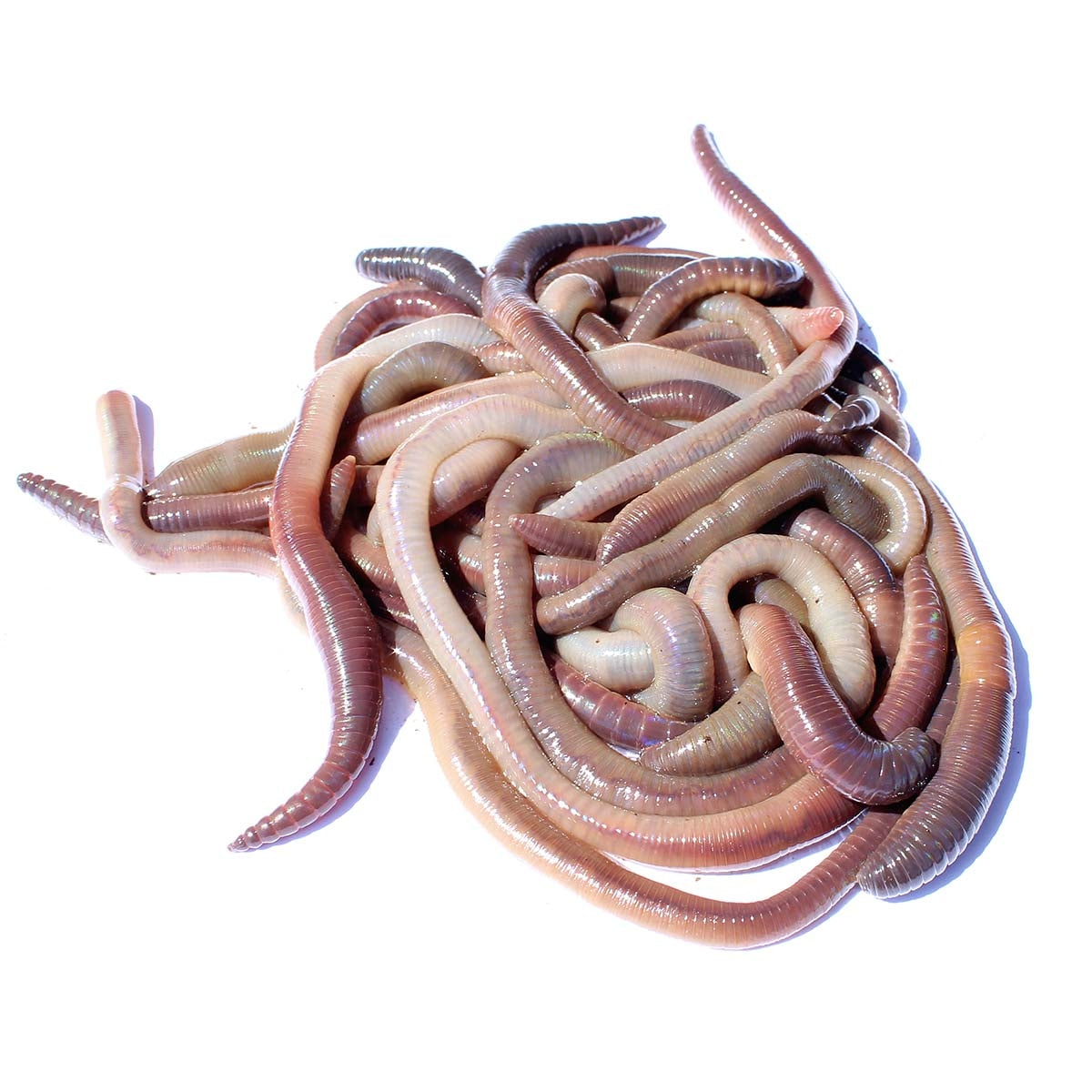 Worm Where To Buy Fresh Bait Near Me Sale Near Me European