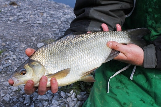 Coarse Fish in Ireland