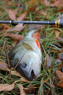 Fishup Fancy Grub 7cm FISHUP