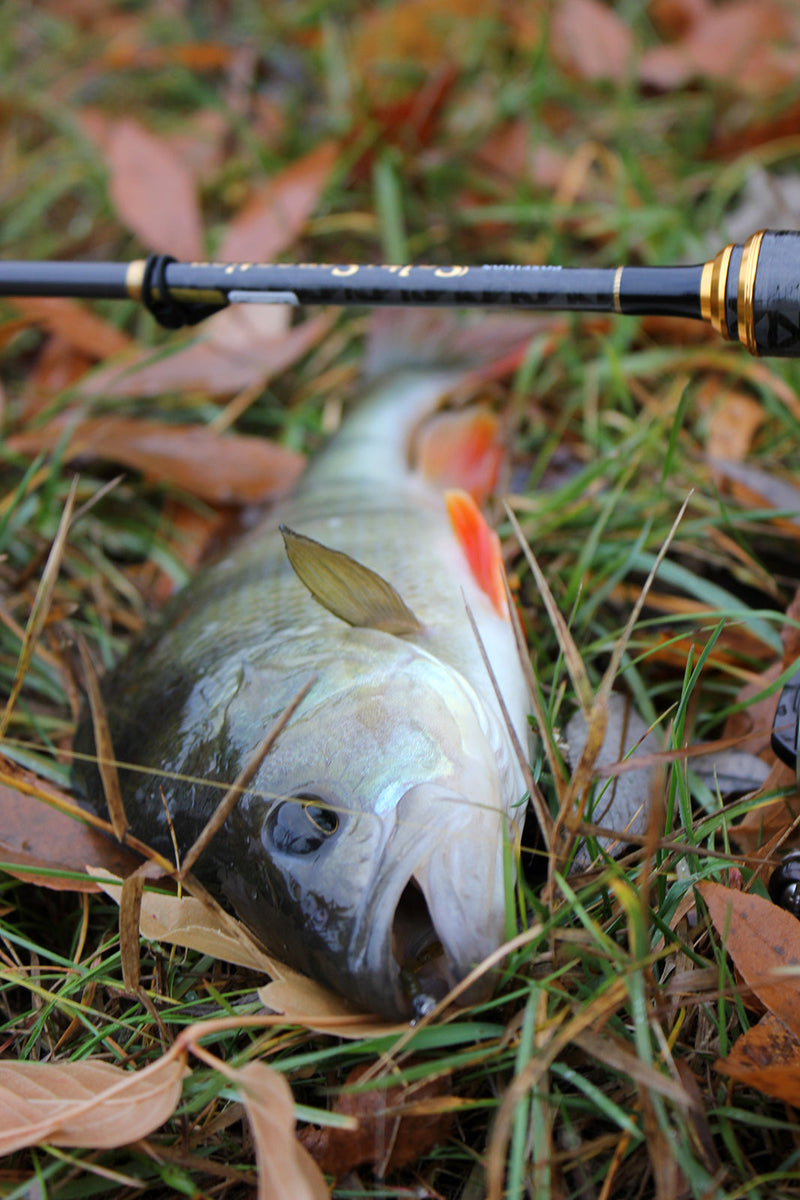 Fishup Fancy Grub 7cm FISHUP