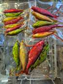 Roach Coloured Small/Medium (4-7 pcs/pack) LUCEBAITS