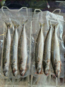 Joey Mackerel 3 pcs/pack LUCEBAITS