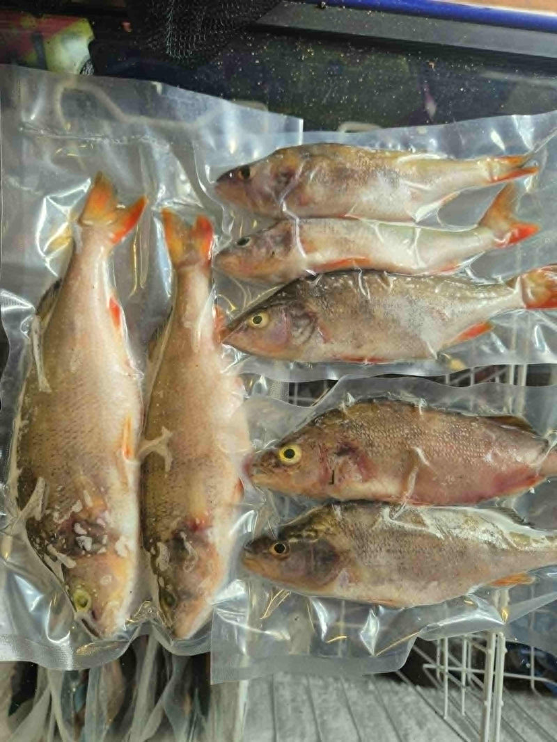 Perch 2-3 pcs/pack LUCEBAITS