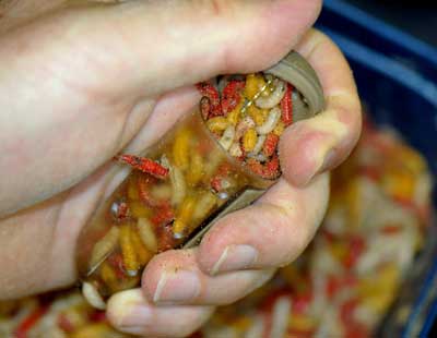 Drennan Feederbomb Cages DRENNAN