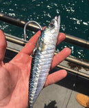 Kali Kunnan Bait Elastics VIVADO