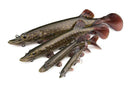 🐟 Fox Rage Ultra-Realistic Pike Replicant Lures FOX