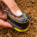 🎣 Preston Innovations ICS Distance Method Mould