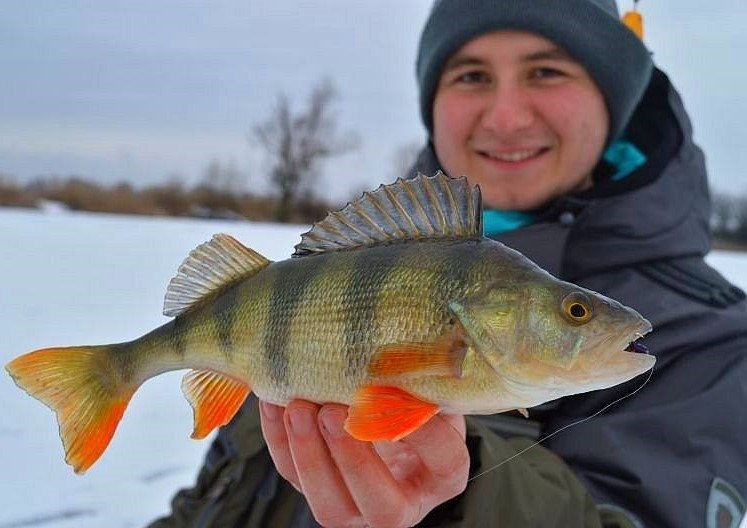 Mikado Ice Bug MIKADO