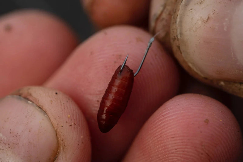 Guru Pole Special Ready Rigs 8'' Micro Barbed GURU