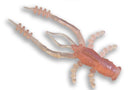 Crazy Fish Crayfish lures - VIVADO