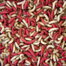 Live Maggots - Fishing Bait - White / Red / Mix VIVADO