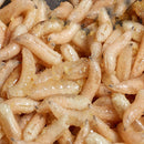 Live Maggots - Fishing Bait - White / Red / Mix VIVADO