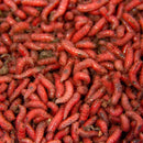 Live Maggots - Fishing Bait - White / Red / Mix VIVADO