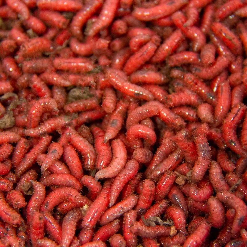 Live Maggots - Fishing Bait - White / Red / Mix, Order Online in Ireland